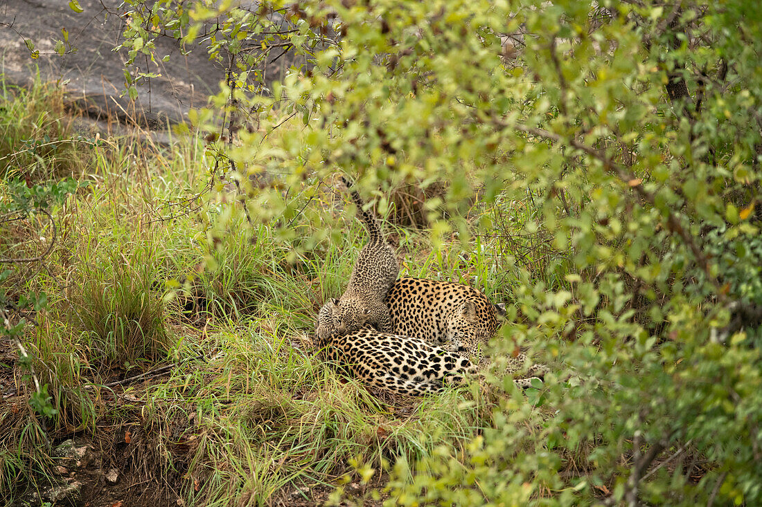Ein Leopardenjunges, Panthera pardus, klettert auf seine Mutter. 