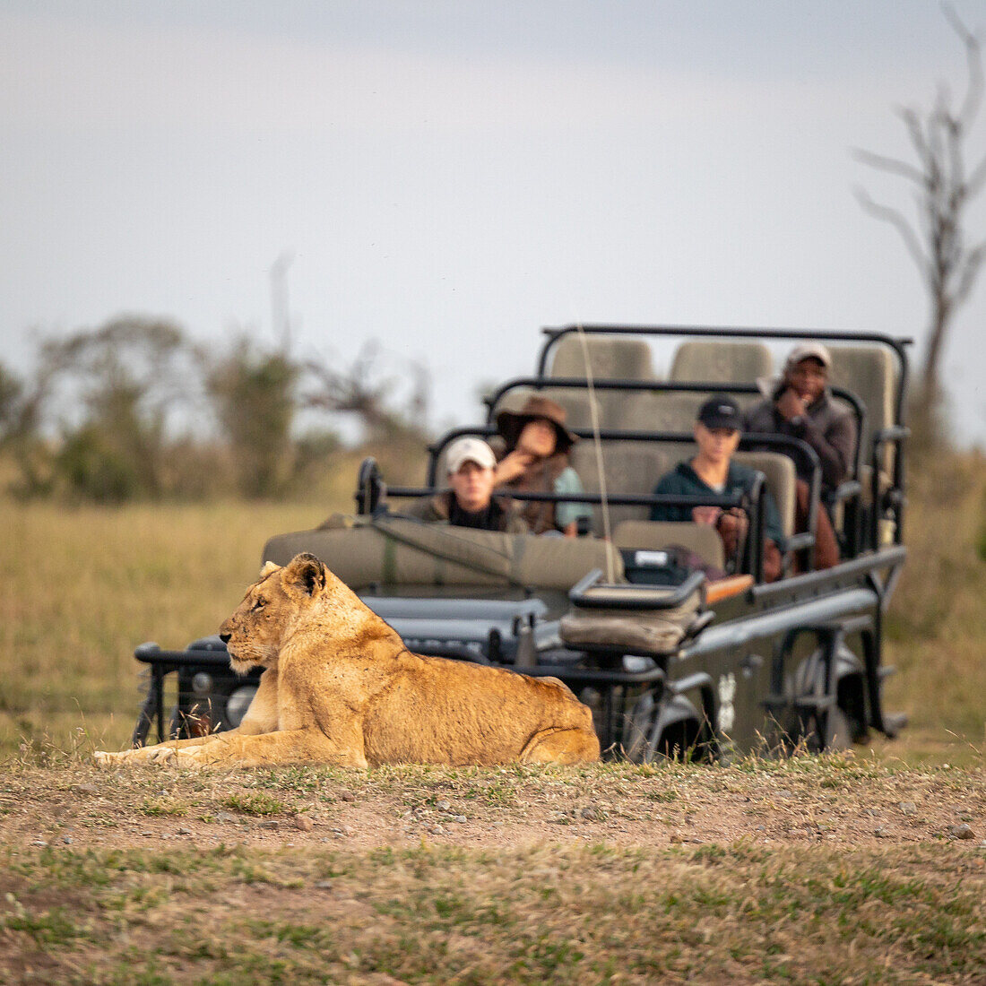 Eine Löwin, Panthera leo, legt sich vor einem Safarifahrzeug nieder.