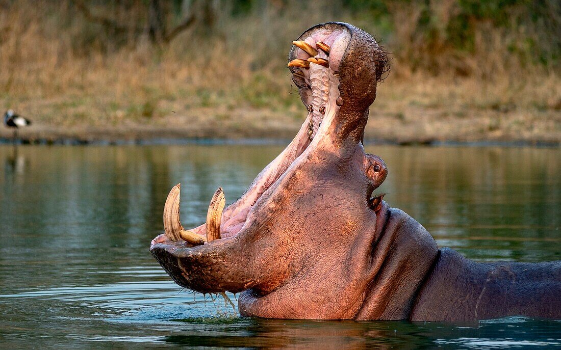 Ein Flusspferd, Hippopotamus amphibius, gähnt in einem Damm. 
