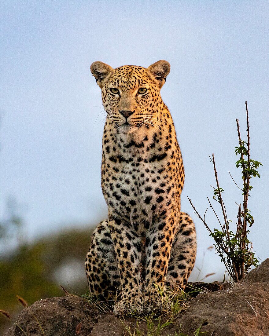 A leopard, Panthera pardus, sitting on a mound, direct gaze. _x000B_