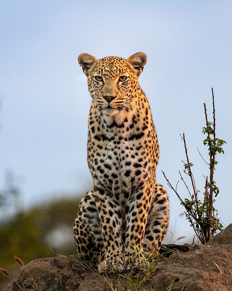 Leopard, Panthera pardus, sitzend auf einem Hügel, direkter Blick. 