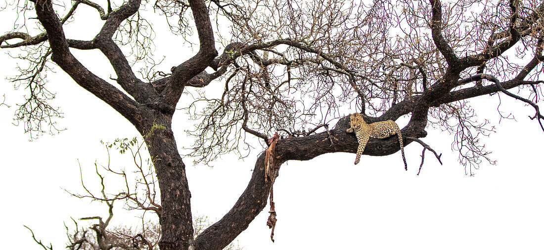 Leopard, Panthera pardus, auf einem Baum liegend mit erlegtem Tier. 