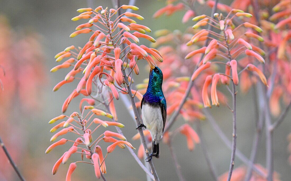 A White Bellied Sunbird, Cinnyris talatala, drinking nectar from an aloe flower. _x000B_