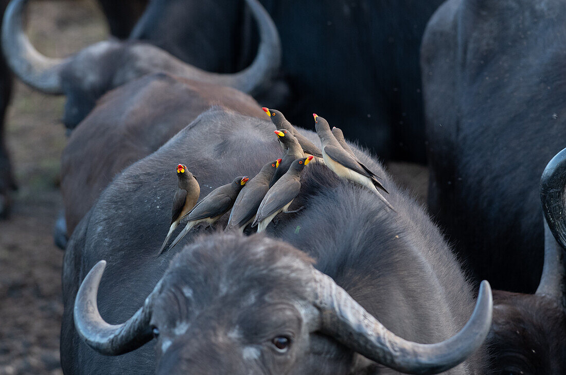 Gelbschnabel-Madenhacker, Buphagus africanus, auf dem Rücken eines Büffels. 