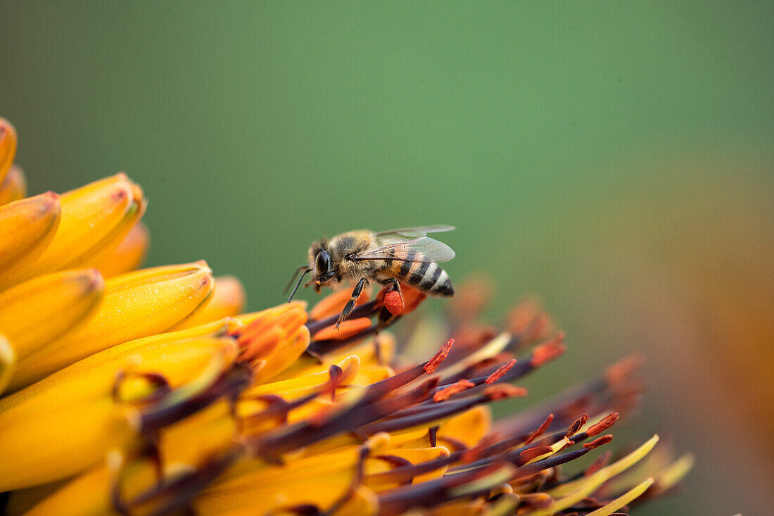 A bee, Anthophila, collecting pollen._x000B_