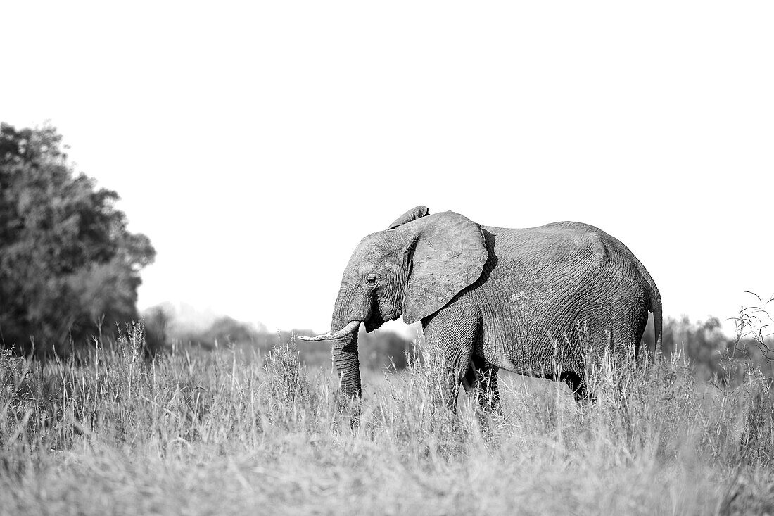 An elephant, Loxodonta Africana, walking through long grass. _x000B_
