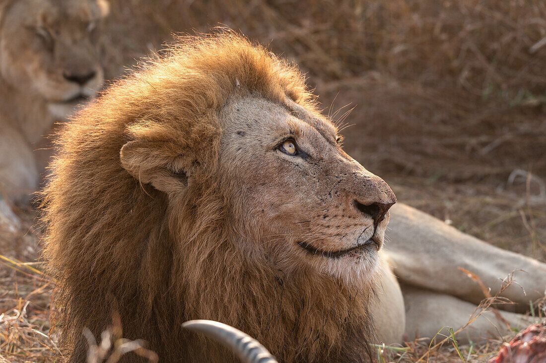 Ein Löwe, Panthera leo, legt sich neben ein erlegtes Tier und blickt nach oben.