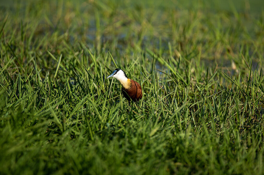 An African Jacana, Jacanidae, walking through water._x000B_