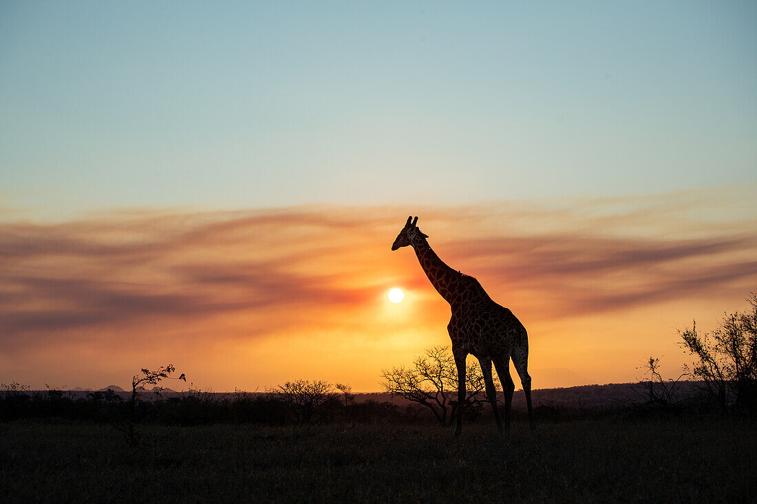 Silhouette einer Giraffe, Giraffa, Hintergrund Sonnenuntergang. 