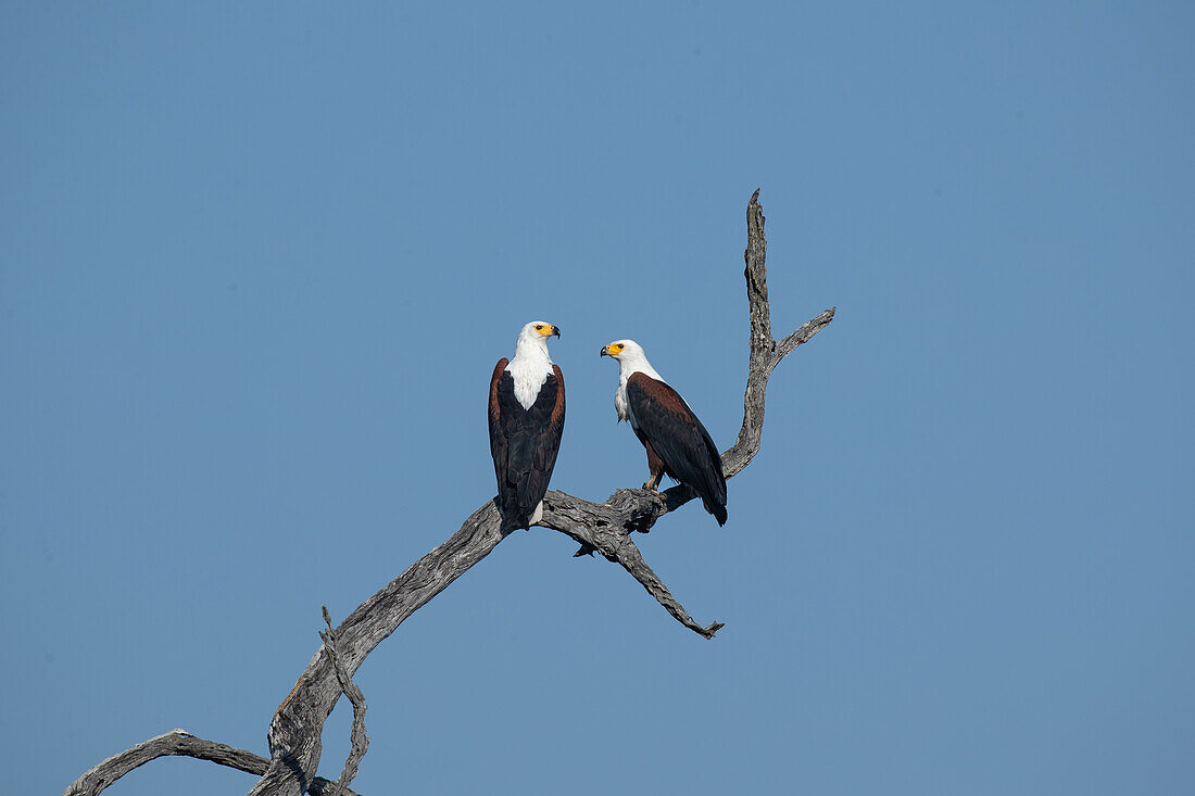 Two Fish Eagles, Haliaeetus vocifer, perched on a leadwood branch._x000B_