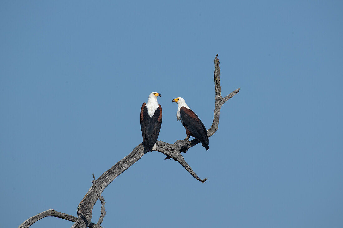 Zwei Fischadler, Haliaeetus vocifer, sitzen auf einem Bleibaumzweig.