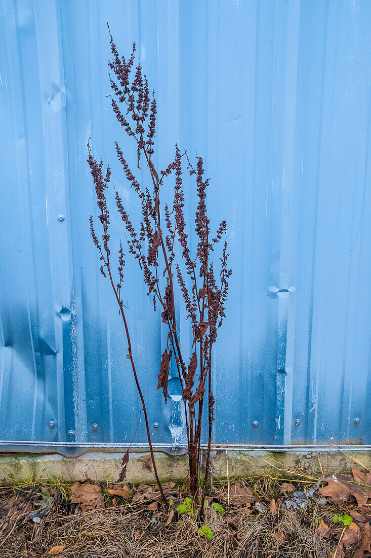 A weed growing in front of painted blue wall.