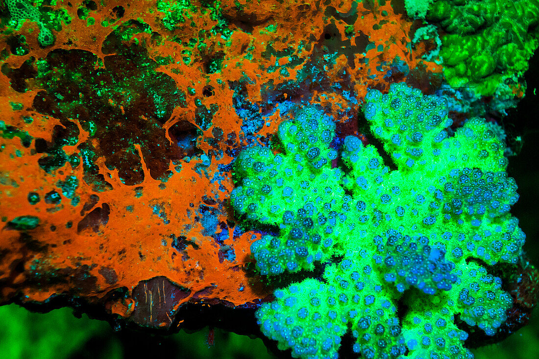 Fluoreszierende Unterwassermakrobilder