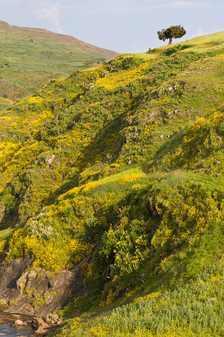 Afrika, Äthiopisches Hochland, West-Amhara, Meskel-Blüten, (Yadey abeba). Landschaft mit Meskel-Blüten in voller Blüte.