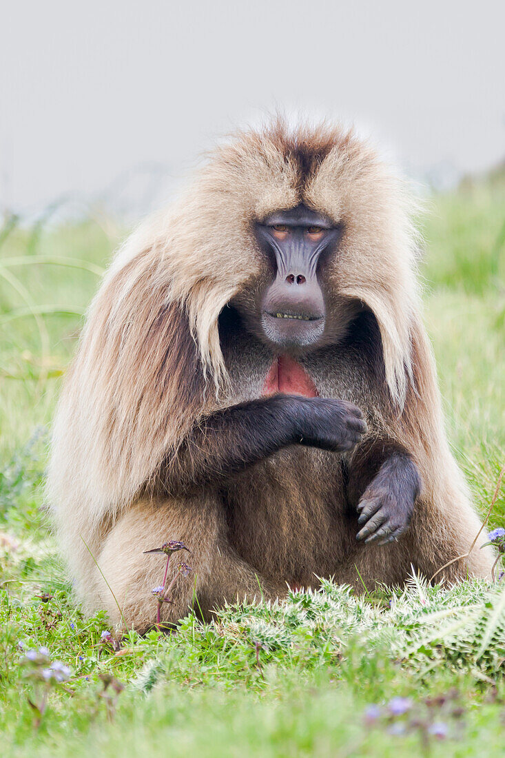 Afrika, Äthiopisches Hochland, Westliches Amhara, Simien Mountains National Park, Gelada-Affe, (Theropithecus gelada). Gelada-Affe frisst Gras.