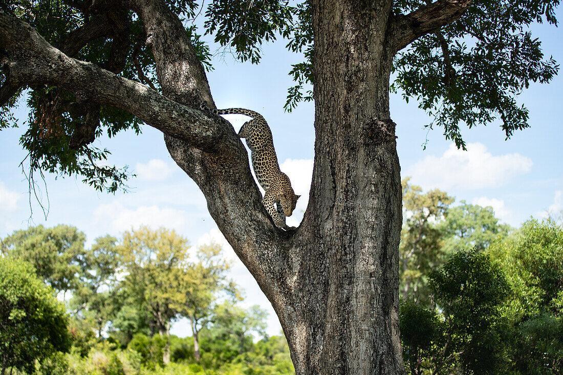 A female leopard, Panthera pardus, descending from a tree. _x000B_