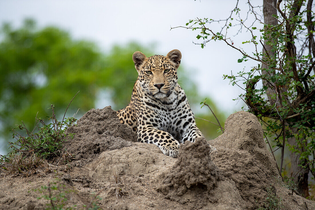 Ein Leopard, Panthera pardus, legt sich auf einen Termitenhügel.