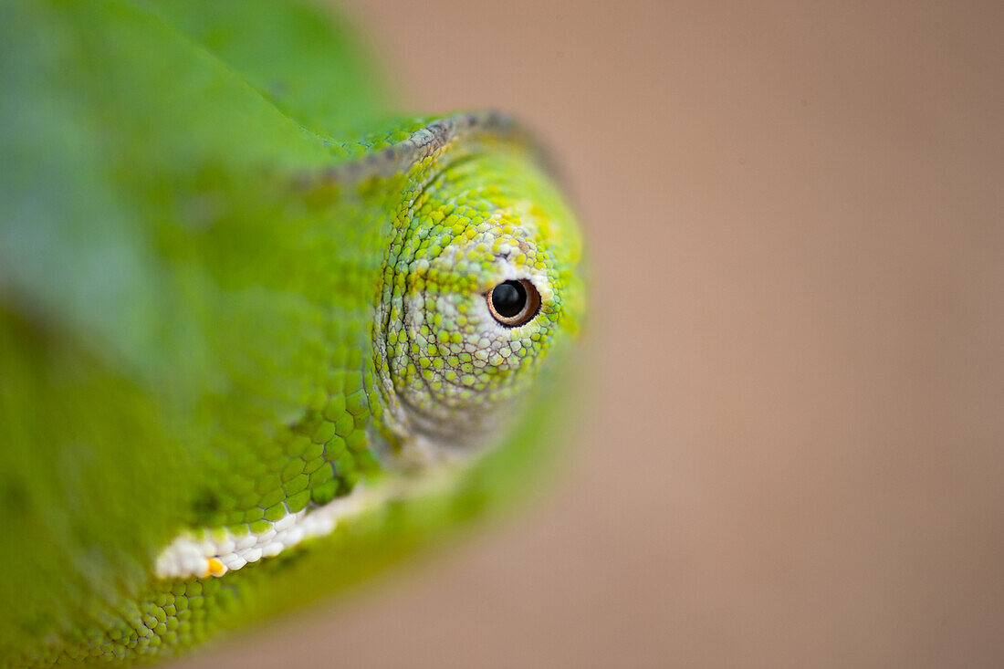 A close up of a chameleon's eye, Chamaeleonidae._x000B_