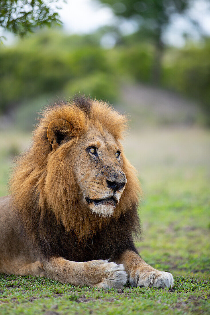 Nahaufnahme eines männlichen Löwen, Panthera leo, direkter Blick. 