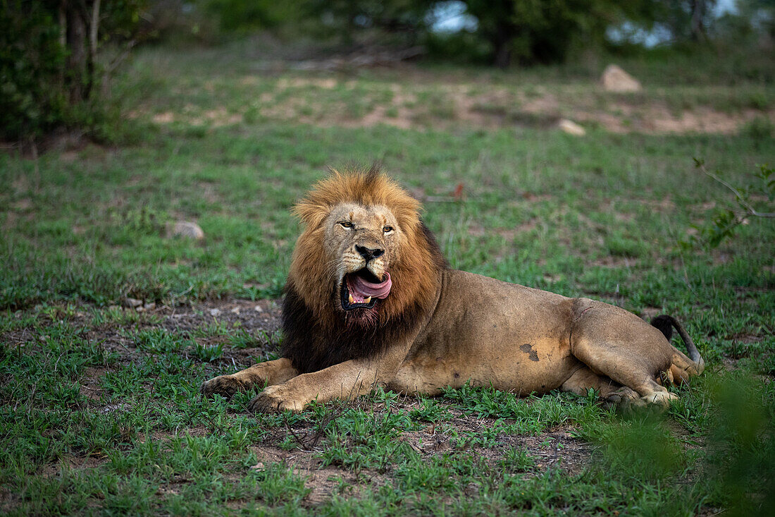 Ein männlicher Löwe, Panthera leo, gähnt mit herausgestreckter Zunge. 