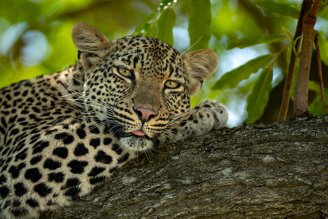 Ein Leopardenweibchen, Panthera pardus, auf einem Ast liegend. 