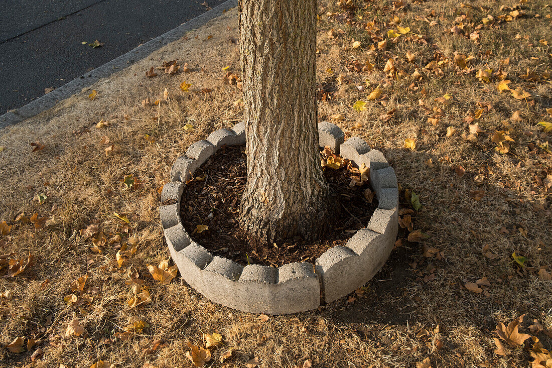 A small urban tree planted in earth, surrounded my concrete barrier.