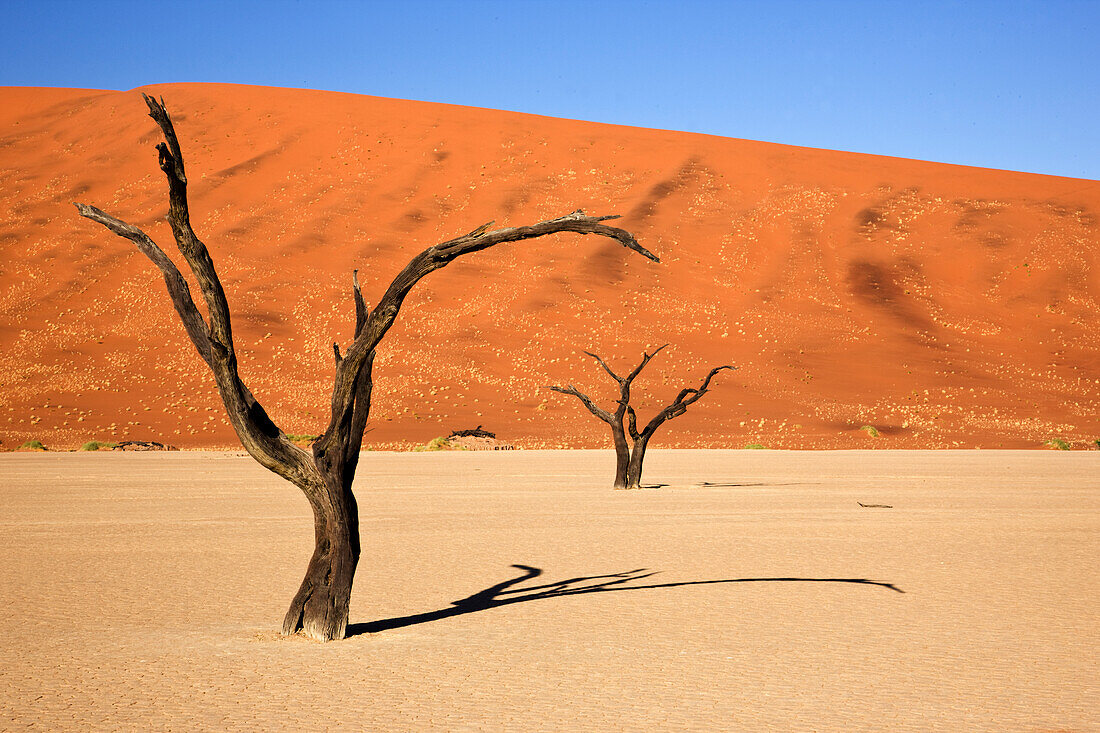 Afrika, Namibia, Namib-Naukluft-Nationalpark, Sossusvlei, Totes Vlei. Uralte Kameldornbäume (Vachellia erioloba) vor einer roten Sanddüne.