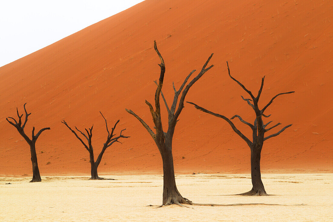 Afrika, Namibia, Namib-Wüste, Namib-Naukluft-Nationalpark, Sossusvlei, Dead Vlei. Uralte, abgestorbene Kameldornbäume (Vachellia erioloba), die sich vom roten Sand der Dünen abheben.