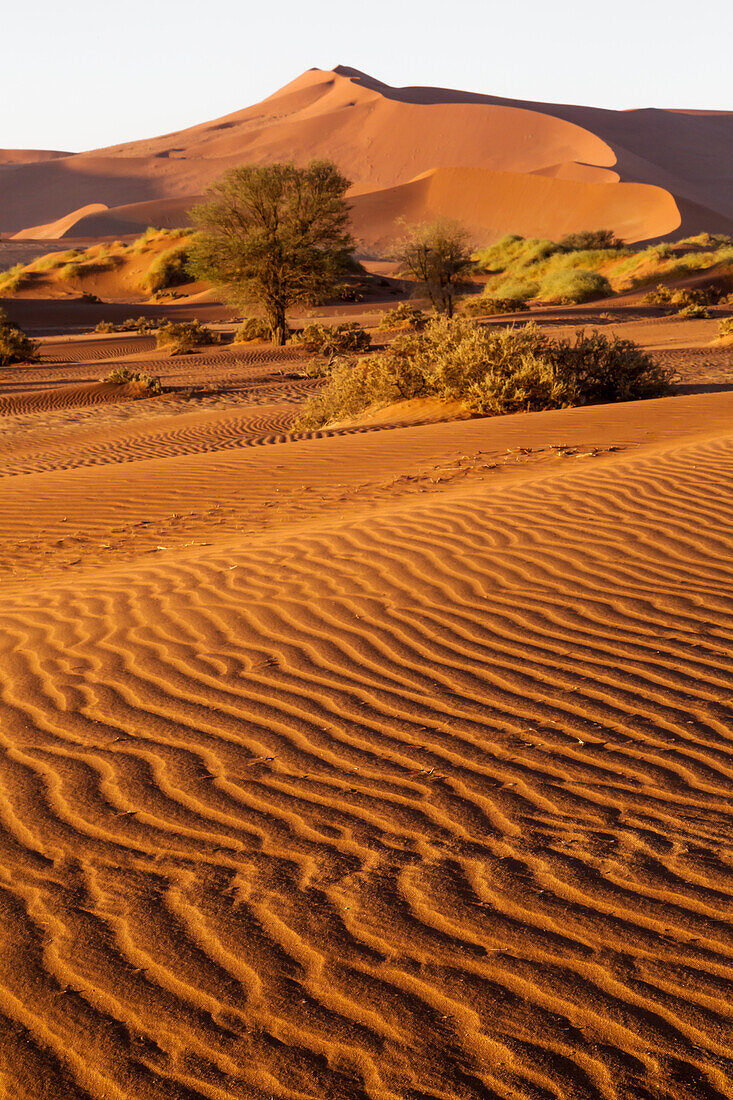 Afrika, Namibia, Namib-Wüste, Namib-Naukluft-Nationalpark, Sossusvlei. Landschaftlich reizvolle rote Dünen mit windgetriebenen Mustern im Vordergrund.