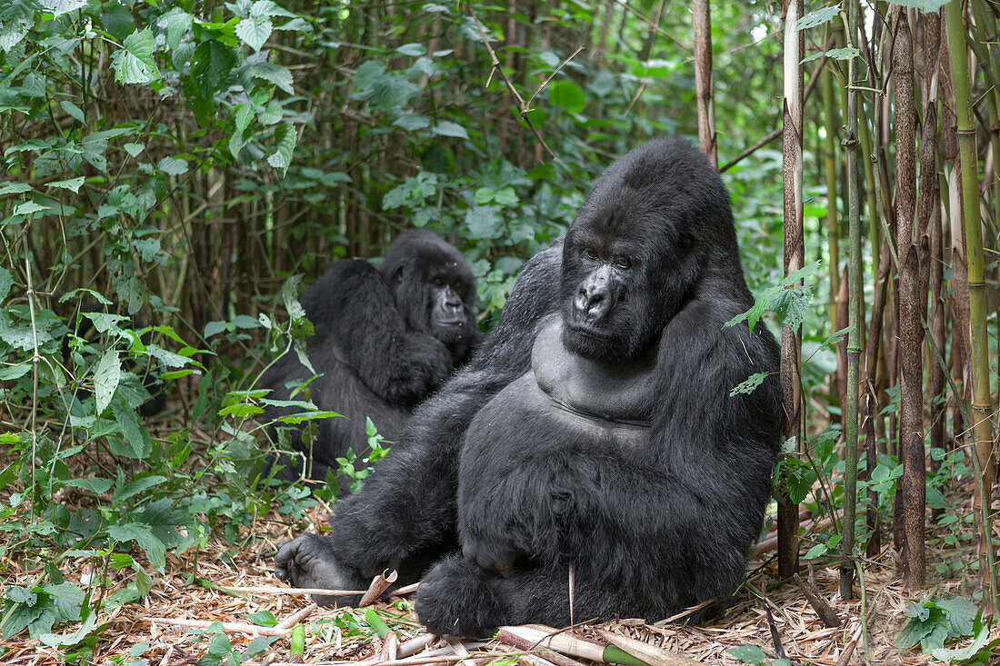 Afrika, Ruanda, Volcanoes-Nationalpark. Silberrücken-Berggorilla sitzt in einem Bambuswald mit einem Weibchen in der Nähe.