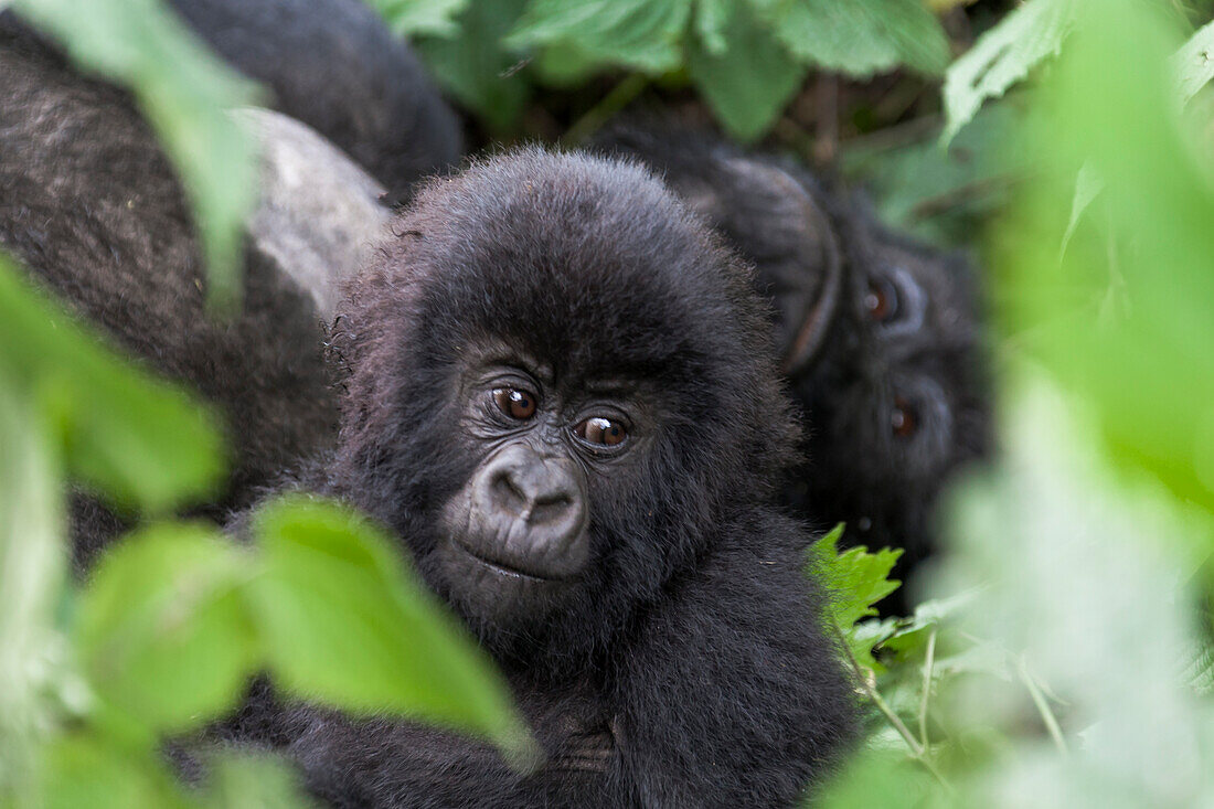 Africa, Rwanda, Volcanoes National Park. Young mountain gorilla portrait.