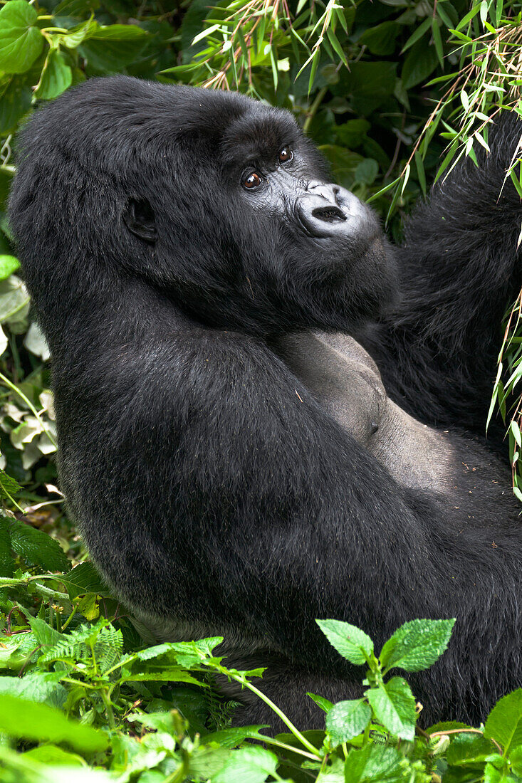 Africa, Rwanda, Volcanoes National Park. Portrait of a silverback mountain gorilla.