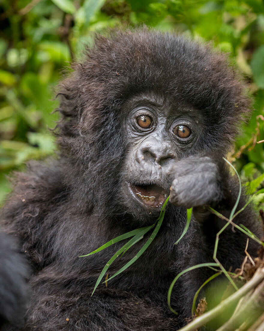 Africa, Rwanda, Volcanoes National Park, Baby Mountain Gorilla (Gorilla beringei beringei) playing with piece of grass in rainforest in Virunga Mountains