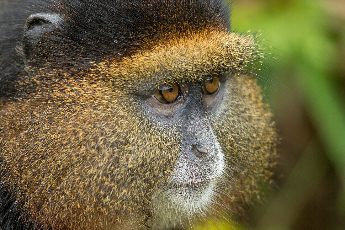 Africa, Rwanda, Volcanoes National Park, Close-up portrait of Golden Monkey (Cercopithecus kandti) in rainforest in Virunga Mountains