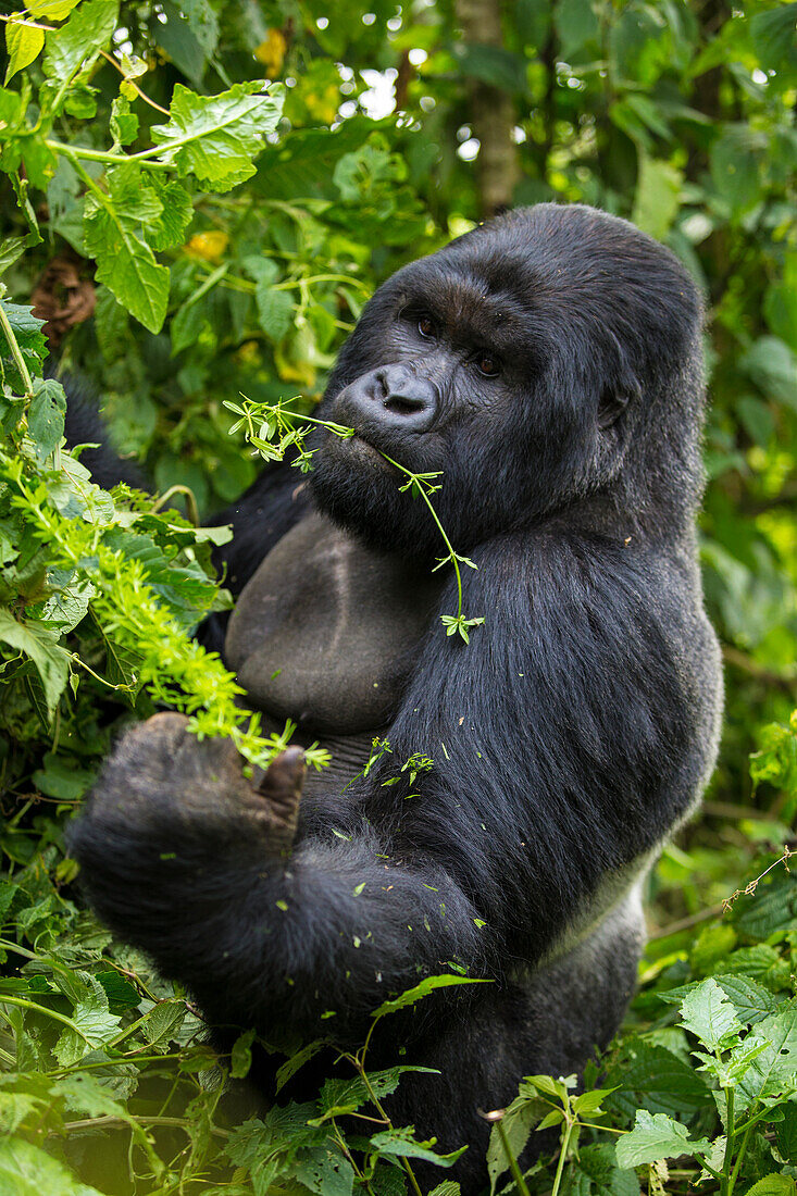 Africa. Rwanda. A silverback, male mountain gorilla (Gorilla gorilla) at Volcanoes National Park, site of the largest remaining group of mountain gorillas in the world.