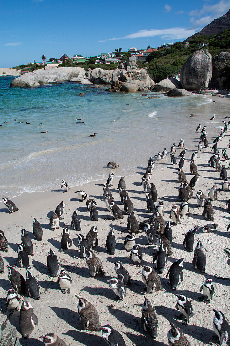 South Africa, Cape Town, Simon's Town, Boulders Beach. African penguin colony (Spheniscus Demersus).