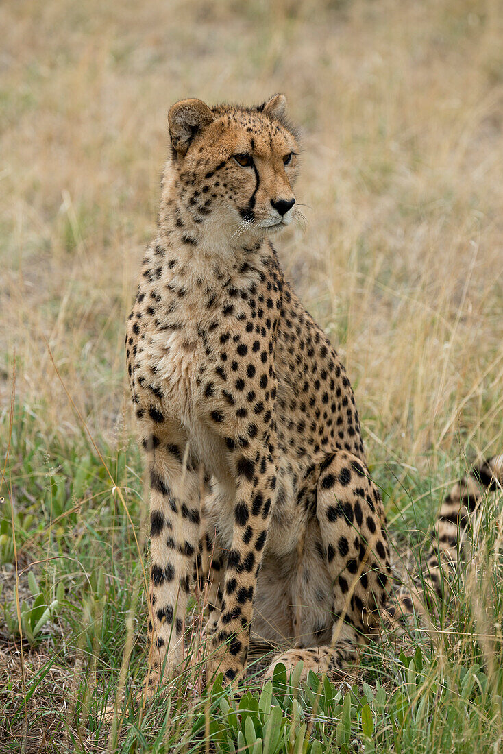 Südafrika, Pretoria, De Wild Shingwedzi Cheetah and Wildlife Preserve und Ann van Dye Cheetah Center. Gepard (in Gefangenschaft, auf der Liste der gefährdeten Tiere, Acinonyx Jubatus)