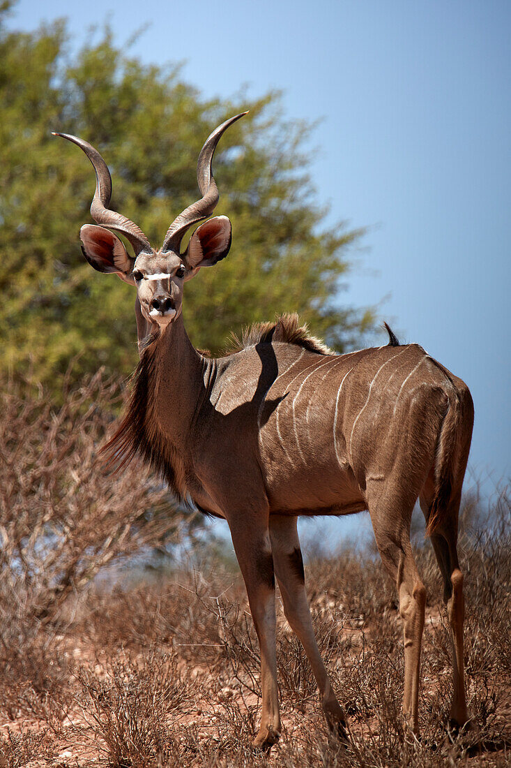 Männlicher Großer Kudu (Tragelaphus strepsiceros), Kgalagadi Transfrontier Park, Südafrika