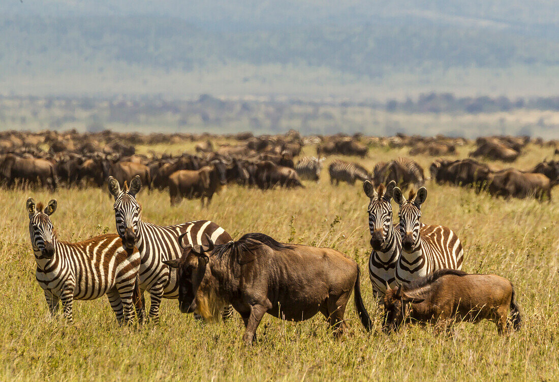 Afrika, Tansania, Serengeti-Nationalpark. Wanderung von Zebras und Gnus