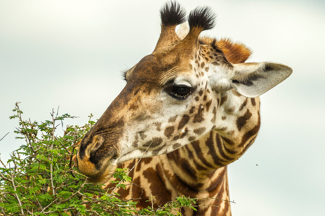 Afrika, Tansania, Tarangire-Nationalpark. Maasai-Giraffe frisst Baumblätter