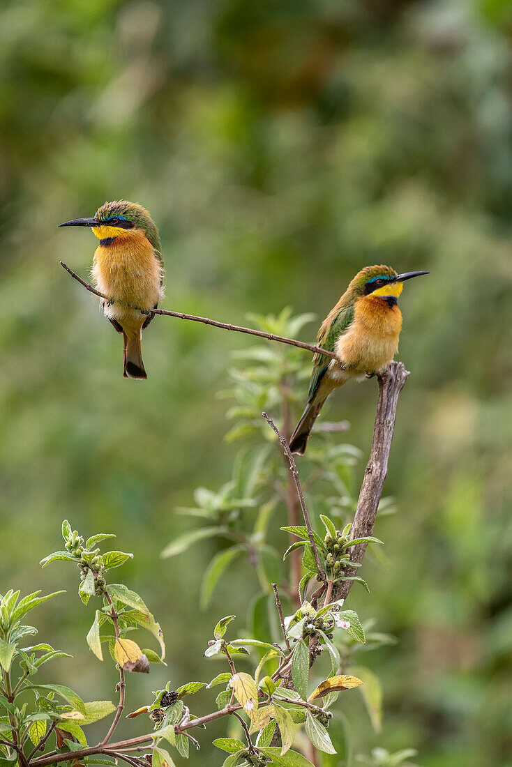 Africa, Tanzania. Little bee-eater birds on limb