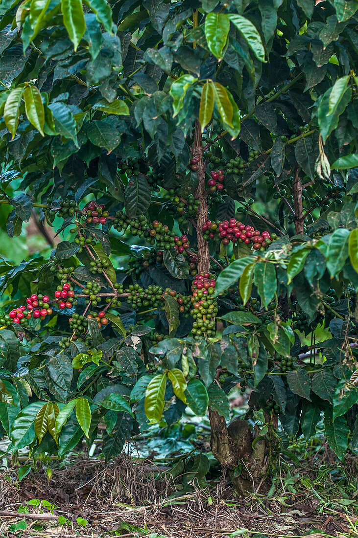 Afrika, Arusha, Tansania, Kaffeeplantage