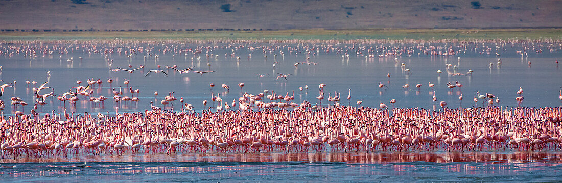 Lesser flamingos rest and feed in Lake Magadi inside Ngorongoro Crater, Tanzania.