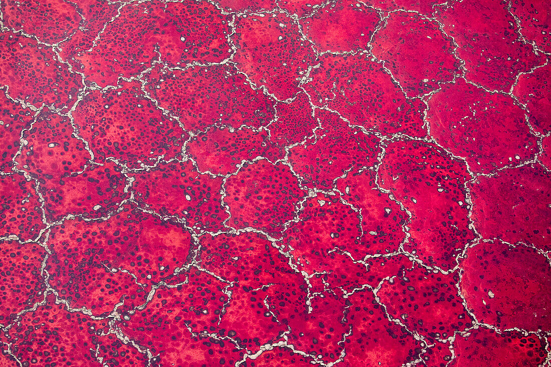 Africa, Tanzania, Aerial view of patterns of red algae and salt formations in shallow salt waters of Lake Natron