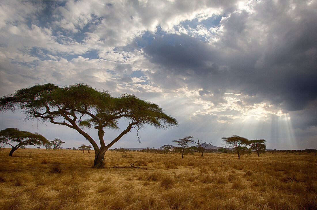 Afrika. Tansania. Blick auf die Savanne, Serengeti-Nationalpark.