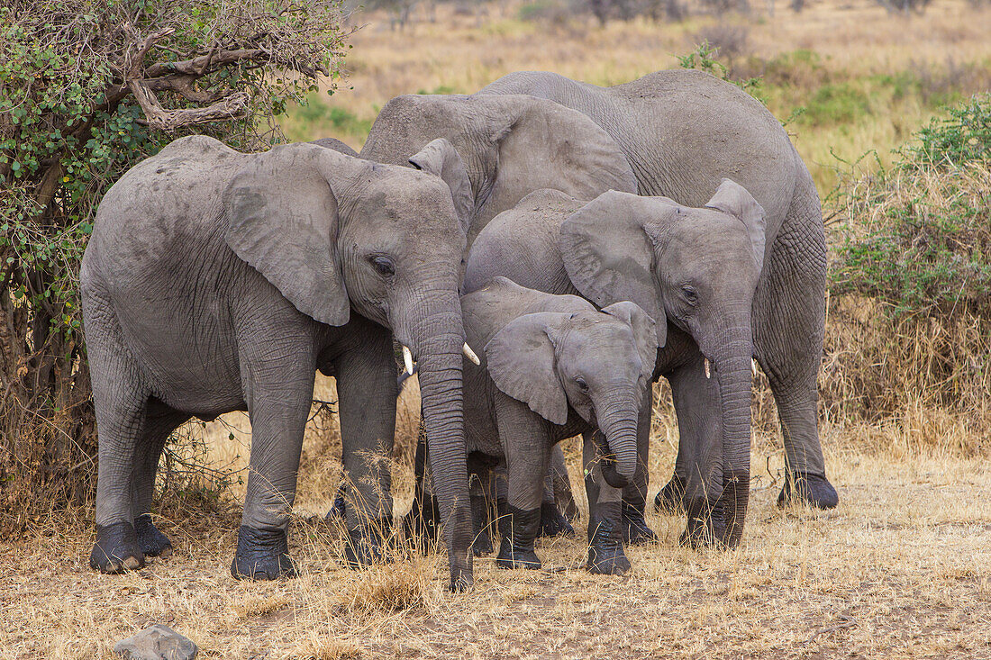 Africa. Tanzania. African elephants (Loxodonta Africana) at Serengeti National Park.