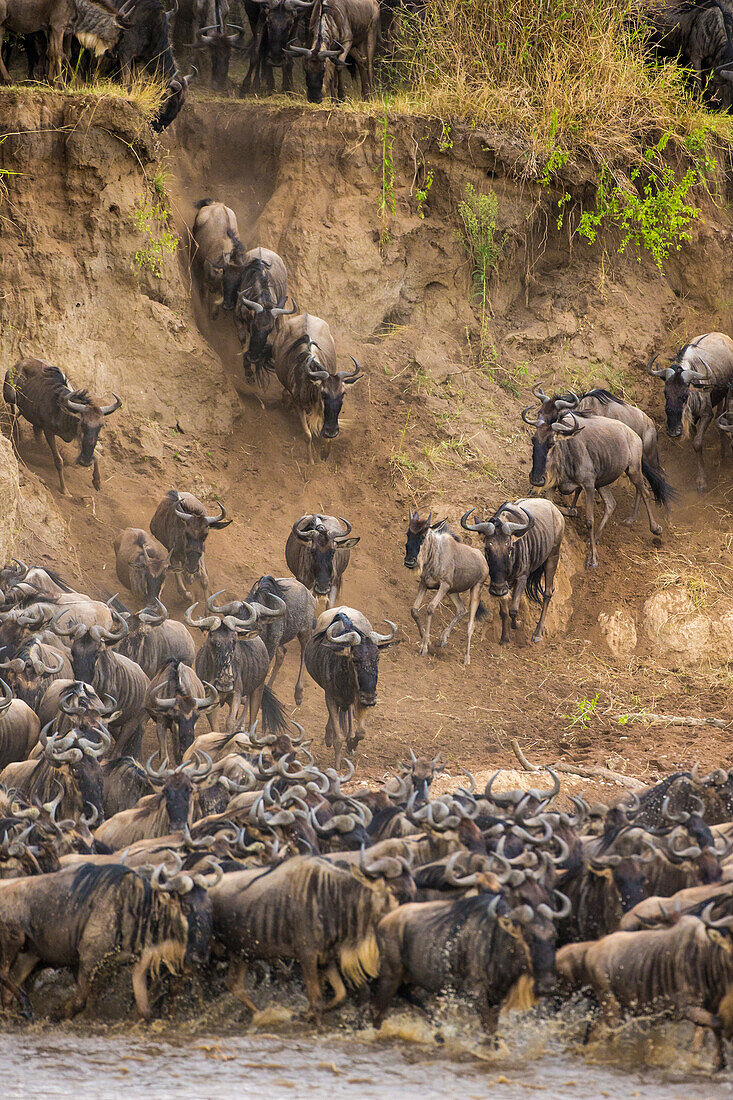Afrika. Tansania. Gnu-Herde beim Überqueren des Mara-Flusses während der jährlichen Großen Migration, Serengeti-Nationalpark.