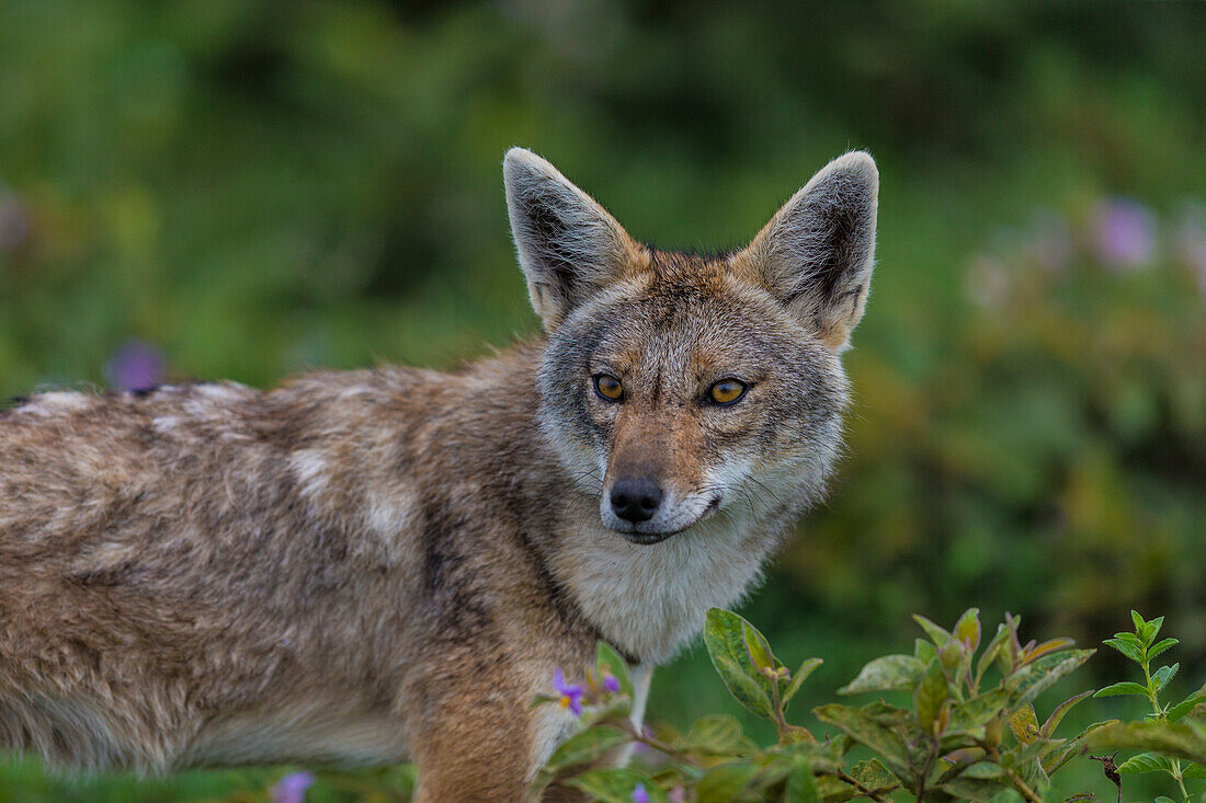 Afrika. Tansania. Goldschakal (Canis aureus), Serengeti-Nationalpark.