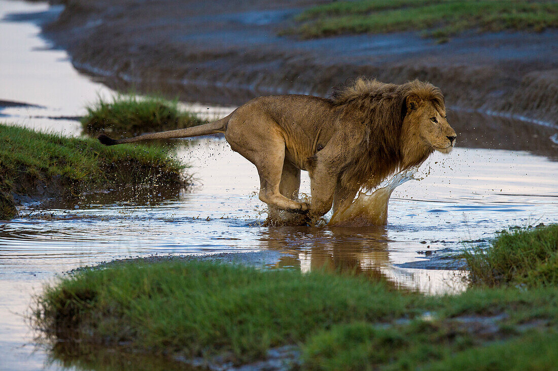 Africa. Tanzania. Male African lion (Panthera Leo) at Ndutu, Serengeti National Park.