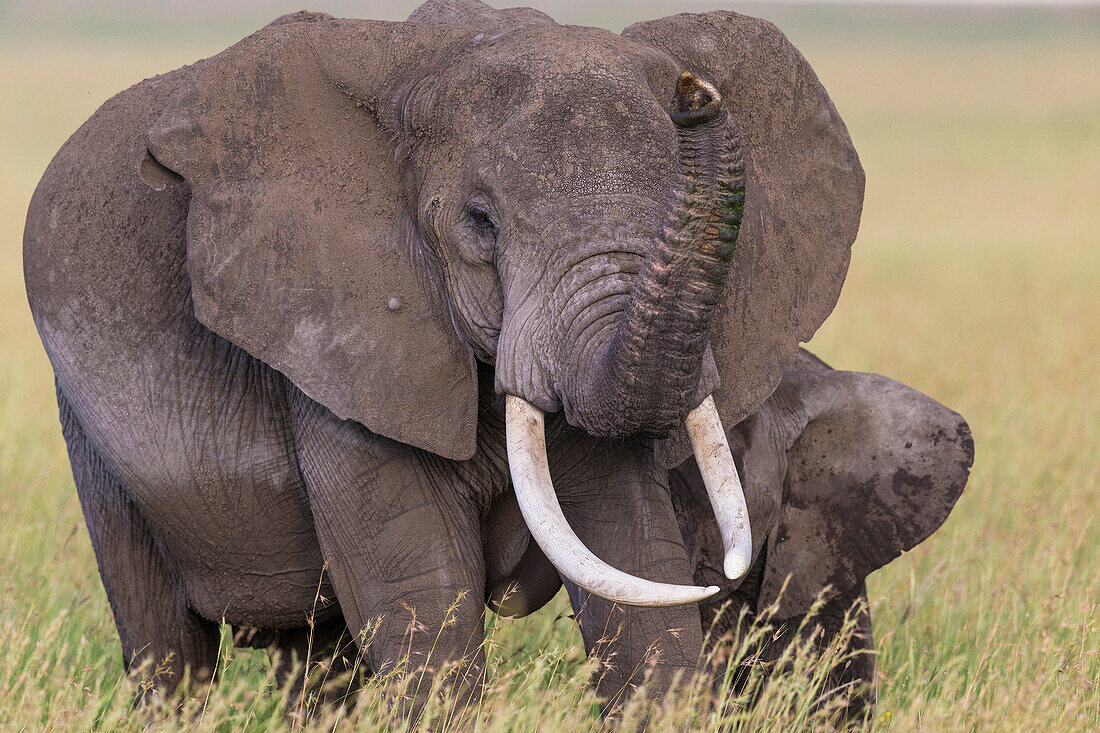 Afrika. Tansania. Afrikanische Elefanten (Loxodonta Africana) im Serengeti-Nationalpark.